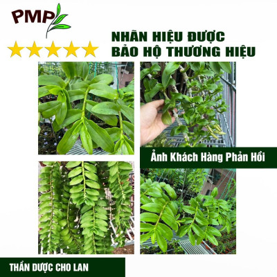 Siêu Phân Bón Hữu Cơ Vi Sinh - Cho Hoa Lan, Cây Cảnh, Bon Sai - Probio PMP 1Kg