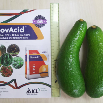 Phân bón hòa tan Israel NPK NovAcid 22-11-11+6MgO+Te giúp thúc cây bung chồi non đồng loạt, tăng kích cở trái thông qua hệ thống tưới nhỏ giọt bón gốc hay phun lên lá 