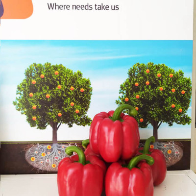 Phân bón hòa tan Israel NPK NovAcid 22-11-11+6MgO+Te giúp thúc cây bung chồi non đồng loạt, tăng kích cở trái thông qua hệ thống tưới nhỏ giọt bón gốc hay phun lên lá 