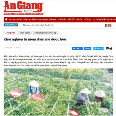 TRÀ KIM NGÂN HOA (100% NỤ HOA) TÚI 20G - THÁI MINH NGUYÊN