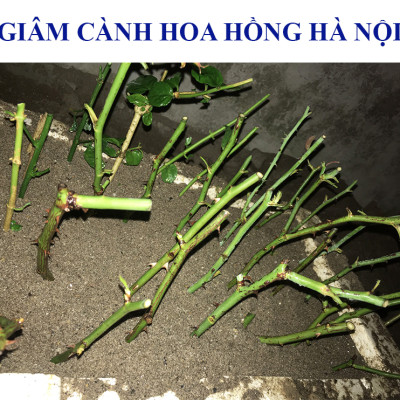 Tự Giâm Chiết Hoa Hồng tại nhà bằng Bột Kích rễ có trị nấm bệnh nhập khẩu Israel ( Hủ 100gr) dành cho cây thân gỗ hiệu quả và sát khuẩn vết cắt