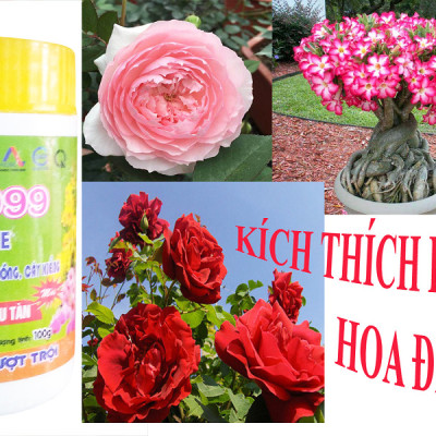 Bộ 3 hủ phân bón dưỡng cây tốt lá nhiều hoa Kina Novi 999 (3 hủ x 100g)