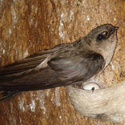 Tổ Yến Sào Tinh Chế VINARI 10 gram, 20 gram, 100 gram  - Thương hiệu YẾN SÀO VINARI- Tăng cường hệ miễn dịch, Cải thiện tiêu hóa và thèm ăn, Tăng cường phát triển trí não cho bé, Thúc đẩy quá trình lành vết thương, Cung cấp năng lượng & Khôi phục vẻ rạng rỡ