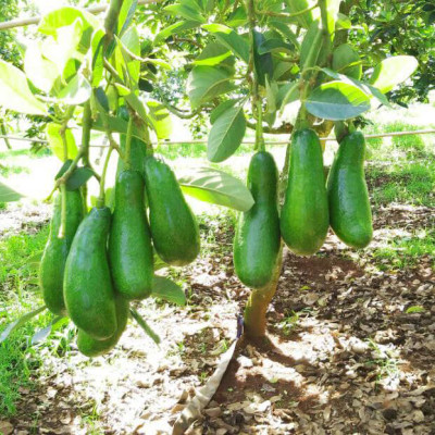 Phân bón hòa tan Israel NPK NovAcid 22-11-11+6MgO+Te giúp thúc cây bung chồi non đồng loạt, tăng kích cở trái thông qua hệ thống tưới nhỏ giọt bón gốc hay phun lên lá 