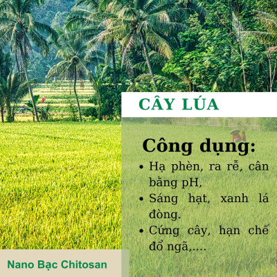 Phân bón lá vi lượng Super-Thives Plus NANO BẠC CHITOSAN cung cấp các nguyên tố vi lượng, tăng sức đề kháng và kích thích tăng trưởng cho cây trồng