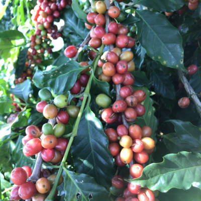 Cà Phê Nguyên Chất Baka - Espresso (Bì 500g)