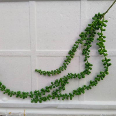 Cụm lá rủ giả - Dây leo trang trí - dài 40cm đến 80cm - Cây giả, hoa lụa Decor trang trí nhà cửa