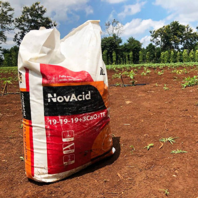 Phân bón hòa tan Israel NPK NovAcid 22-11-11+6MgO+Te giúp thúc cây bung chồi non đồng loạt, tăng kích cở trái thông qua hệ thống tưới nhỏ giọt bón gốc hay phun lên lá 