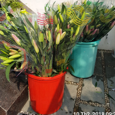 Combo 2 chai dung dịch Bảo Quản Hoa Lily không nở trong 15 ngày tại nhà vườn trồng hoa Growers theo công nghệ xử lý TOG của Israel (dạng nước đậm đặc)