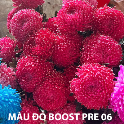 Thuốc Nhuộm Hoa Cúc Mẫu Đơn chuyên nghiệp đậm đặc hơn 50% sơ nước nhuộm hoa cúc lưới thông thường (Chai 1L màu nước hoàn chỉnh) nhuộm đổi màu trên 200 cành hoa cúc nhập khẩu Công Nghệ Israel