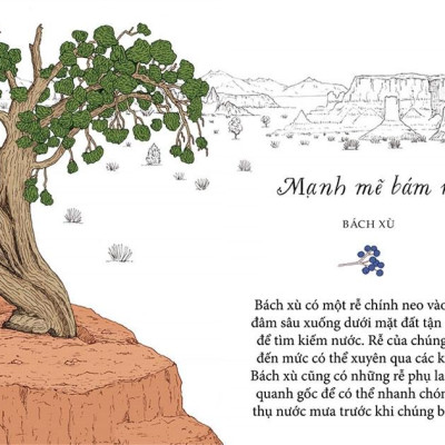 Sống Như Những Cái Cây - Những Bài Học Nhỏ Để Có Nguồn Hạnh Phúc Bất Tận (Tái Bản 2021)