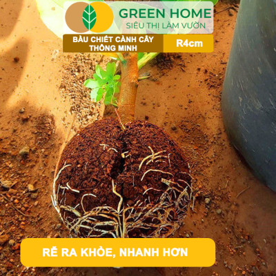 Bầu Chiết Cành GreenHome, R4cm(1 Thùng 200 CÁI), Tăng Khả Năng Ra Rễ, Phù Hợp Với Hoa Hồng, Bonsai