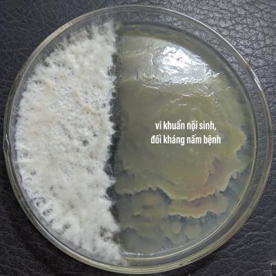 VƯỜN SINH THÁI chăm sóc cây trồng - Vi Sinh trừ Nấm Bệnh, thán thư, rỉ sắt, thối nhũn, đốm đen, héo xanh, phấn trắng, vàng lá, thối rễ - Với hàng tỷ lợi khuẩn đối kháng - 100% Thiên Nhiên