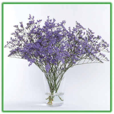 Combo 5 Hộp DINH DƯỠNG HOA CẮT CÀNH (Food for Cut Flowers)(1 hộp 10 gói 5gr). Giúp hoa cắt cành tươi lâu và 14 ngày không thay nước mới. Giải pháp tối ưu theo công nghệ Israel