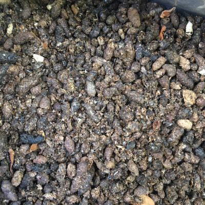 Phân Dơi Nguyên Chất Khô Ráo 1kg – Giúp Cây Ra Hoa Đậu Trái Tốt, Tơi Đất, Tăng Đạm Tự Nhiên