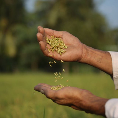 Combo 2 Sản Phẩm Gạo  ST25 Túi 5Kg - Gạo Ông Cua, Đặc Sản Sóc Trăng