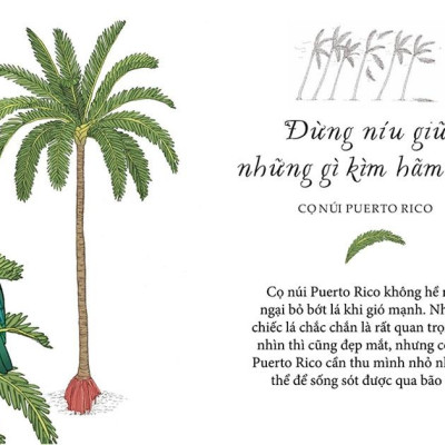 Sống Như Những Cái Cây - Những Bài Học Nhỏ Để Có Nguồn Hạnh Phúc Bất Tận (Tái Bản 2021)