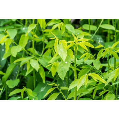 [CHÍNH HÃNG] Bột Rau Ngót Sấy Lạnh Nguyên Chất  - Tốt cho sức khỏe, bổ dưỡng, thanh nhiệt đào thải độc tố - Hộp 30g