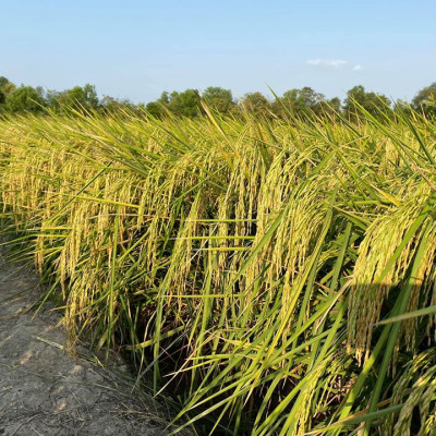 Combo 2 Sản Phẩm Gạo  ST25 Túi 5Kg - Gạo Ông Cua, Đặc Sản Sóc Trăng