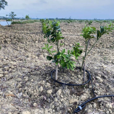 Phân bón hòa tan Israel NPK NovAcid 22-11-11+6MgO+Te giúp thúc cây bung chồi non đồng loạt, tăng kích cở trái thông qua hệ thống tưới nhỏ giọt bón gốc hay phun lên lá 