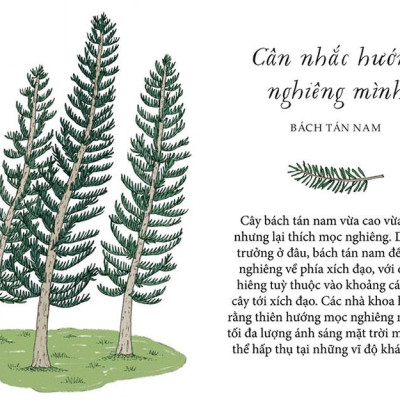 Sống Như Những Cái Cây - Những Bài Học Nhỏ Để Có Nguồn Hạnh Phúc Bất Tận (Tái Bản 2021)