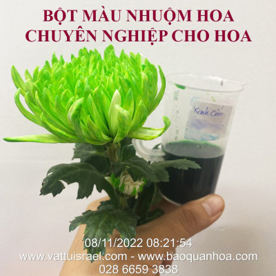 Thuốc Bột Nhuộm Hoa Tươi  màu thực phẩm Ấn Độ (Combo 3 hộp tùy màu) giúp đổi màu hoa cắt cành (1 hủ pha 12L nước màu)