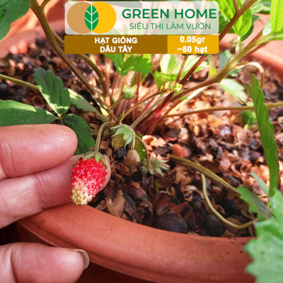 Hạt Giống Dâu Tây Đỏ Greenhome, Gói 0,05gr~80 hạt, Chịu Nhiệt, Quả To, Dễ Trồng, Năng Suất Cao T17