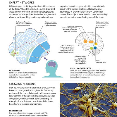 The Brain Fitness Book: Activities And Puzzles To Keep Your Mind Active And Healthy