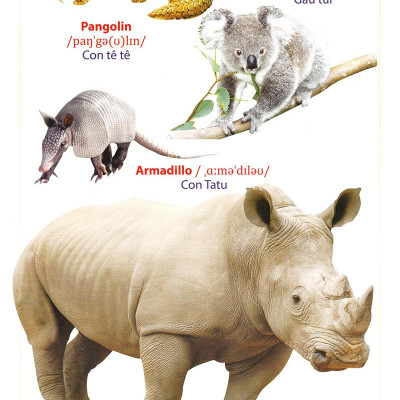 Từ Điển Anh - Việt Bằng Hình: Động Vật (Dành Cho Trẻ Từ 2 - 6 Tuổi)