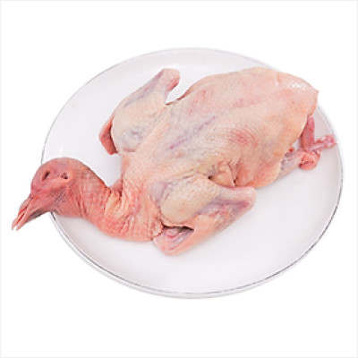 Bồ câu làm sạch Toh Fish - 1 con