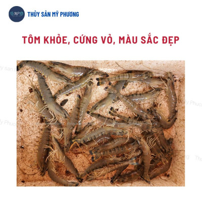 Hạ phèn hấp thụ kim loại nặng clo bổ sung khoáng giải độc đáy ao Pusenvi chống sốc thả giống sạch mang tôm thẻ cá lươn ế