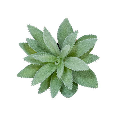 Chậu Cây Xương Rồng IRIS - B Trang Trí Nhà Cửa | Index Living Mall | Nội Thất Nhập Khẩu Thái Lan