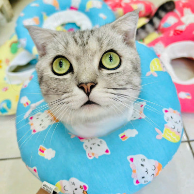 VÒNG CHỐNG LIẾM LOA CHỐNG LIẾM TỪ 1-13KG DÀNH CHO THÚ CƯNG CHÓ MÈO