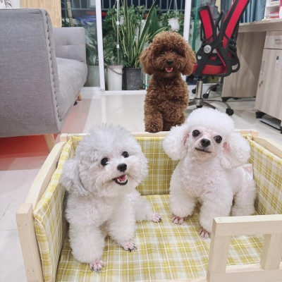 Giường ngủ cho thú cưng