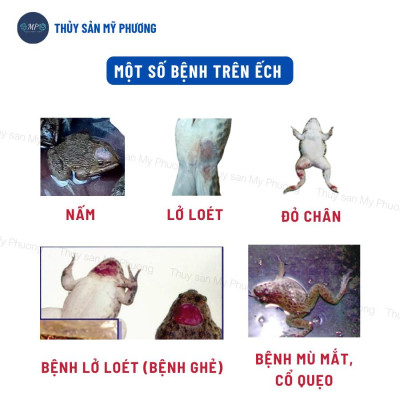 Sát khuẩn nước cá lở loét thối đôi đen mang đốm đỏ trắng tuột nhớt gan thận mủ Koko Lvs tôm thẻ cá lươn ếch ốc ba ba