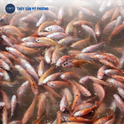 Siêu tăng trọng đạm thủy phân nông to đường ruột Aqua Gainl chắc thịt nặng cân kích thích ăn nhiều cho tôm thẻ cá lươn ếch ốc