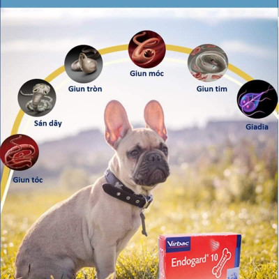 Hộp 2 viên Endogard phòng trị giun tim, giun tròn, sán dây trên chó