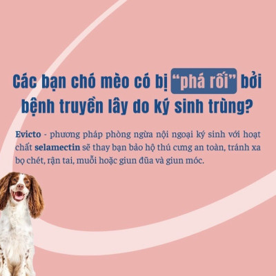 Virbac Evicto phòng bọ chét, rận tai, giun chó mèo (sản xuất tại Pháp)