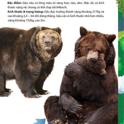 Khám Phá Động Vật 5 Châu - Châu Âu 