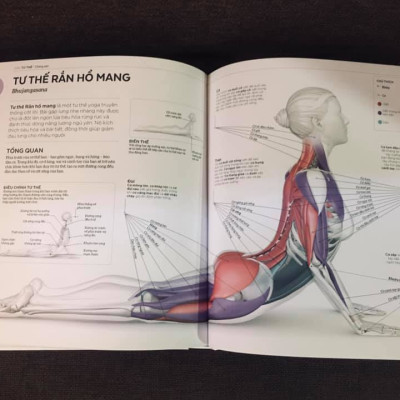 KHOA HỌC VỀ YOGA (Bìa cứng)