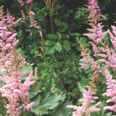 Best Perennials for Sun and Shade (Home Grown Gardening)