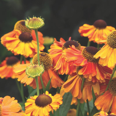 Best Perennials for Sun and Shade (Home Grown Gardening)