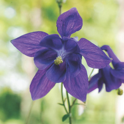 Best Perennials for Sun and Shade (Home Grown Gardening)