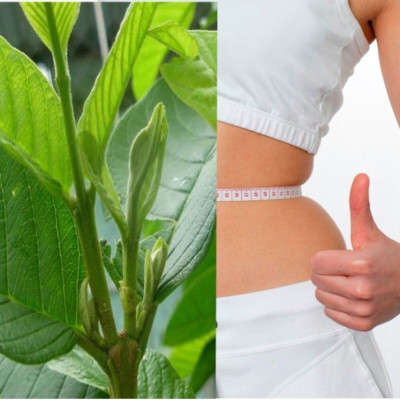  Trà ổi giảm cân Orihiro Nhật Bản (60 gói) tặng gói trà sữa hoặc cafe ngẫu nhiên