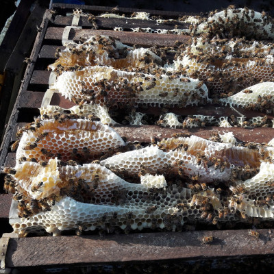 Mật Ong Hoa Nhãn Nguyên Chất 500 ml, món quà giá trị từ thiên nhiên