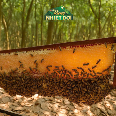 Mật ong Rừng Nhiệt Đới chai 300g