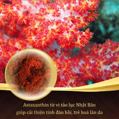 Combo 3 Viên Uống Sắc Ngọc Khang Vi tảo lục hỗ trợ giảm nám, tàn nhang, sạm da và giúp cân bằng nội tiết tố nữ [60 Viên/hộp]