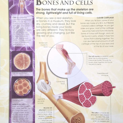 Primary Explorers: Human Body