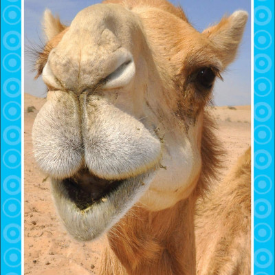 Get Set Go: Flashcards - Animals