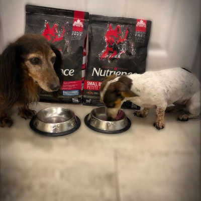 Thức Ăn Hạt Cho Chó Phốc Sóc - Nutrience Subzero Bao 2,27kg - 6 Loại Thịt (Bò, Cừu, Cá Hồi,...) Rau Củ, Trái Cây